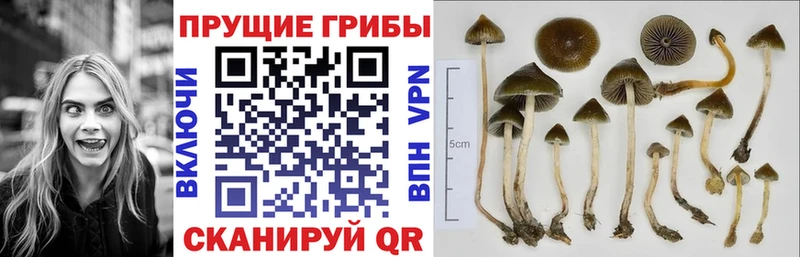 OMG ONION  Лодейное Поле  Псилоцибиновые грибы мицелий 